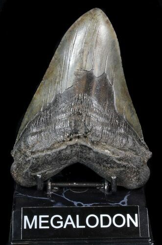 Large, Fossil Megalodon Tooth #41800